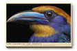 Paul Sinus Wandbild The Colors of the Tropics Ausdrucksstarkes Porträt eines tropischen Vogels mit leuchtend goldenen, violetten und blauen Federn.