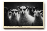 Paul Sinus Wandbild 120x80cm The Cool Wool Crew Lustige Schafe mit Sonnenbrillen Schwarz Weiss Tierkunst fuer Wohnzimmer Büro und Flur