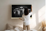 Paul Sinus Wandbild 120x80cm The Cool Wool Crew Lustige Schafe mit Sonnenbrillen Schwarz Weiss Tierkunst fuer Wohnzimmer Büro und Flur