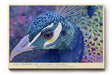 Paul Sinus Wandbild The Crown of Living Colors Peacock Elegance and Pride in Vibrant Detail