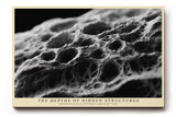 Paul Sinus Wandbild The Depths of Hidden Structures – Makroaufnahme einer organischen Oberfläche, Symbol für Zeit, Form und natürliche Schönheit