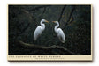 Paul Sinus Wandbild The Elegance of White Herons – Zwei Reiher im stillen Wald – Ästhetisches Wandbild mit natürlicher Harmonie und symbolischer Ruhe.