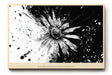 Paul Sinus Wandbild The Explosion of Bloom abstraktes Blumenmotiv in Schwarzweiß mit dynamischer Energie für moderne Räume voller Ausdruck und Kontrast