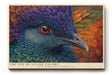 Paul Sinus Wandbild The Eye of Living Colors Spectrum of Feathers and Life