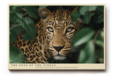 Paul Sinus Wandbild The Eyes of the Jungle – Faszinierender Blick eines Leoparden im dichten Grün – Kraftvolles Wandbild mit Tiefe und natürlicher Präsenz.