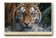 Paul Sinus Wandbild The Eyes of Wild Power Ausdrucksstarkes Porträt eines Tigers im Wasser – Symbol für Stärke, Mut und wilde Eleganz.