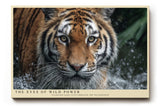 Paul Sinus Wandbild The Eyes of Wild Power Ausdrucksstarkes Porträt eines Tigers im Wasser – Symbol für Stärke, Mut und wilde Eleganz.