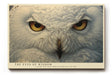 Paul Sinus Wandbild The Eyes of Wisdom Silent Power in White and Gold