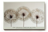 Paul Sinus Wandbild The Fragile Circles of Life zartes Naturmotiv mit filigranen Samenstrukturen in Kreisanordnung