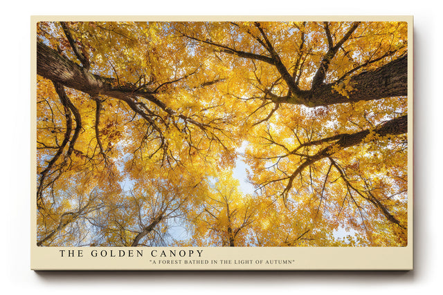 Paul Sinus Wandbild The Golden Canopy Autumn Forest in Light and Warm Harmony