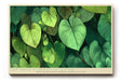 Paul Sinus Wandbild The Green Symphony of Nature – Harmonie und Lebendigkeit in sattem Grün