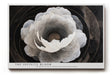 Paul Sinus Wandbild The Infinite Bloom – Abstrakte Blüte in Schwarz-Weiß, Symbol für Tiefe, Licht und unendliche Schönheit