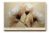 Paul Sinus Wandbild The Lightness of Bloom – zarte transluzente Blüten in sanften Creme- und Brauntönen symbolisieren Anmut und Vergänglichkeit