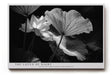 Paul Sinus Wandbild The Lotus of Night – Ästhetische Komposition von Licht und Schatten mit geheimnisvoller Lotusblüte – Ausdrucksstarkes Wandbild in Schwarzweiß mit poetischer Tiefe.