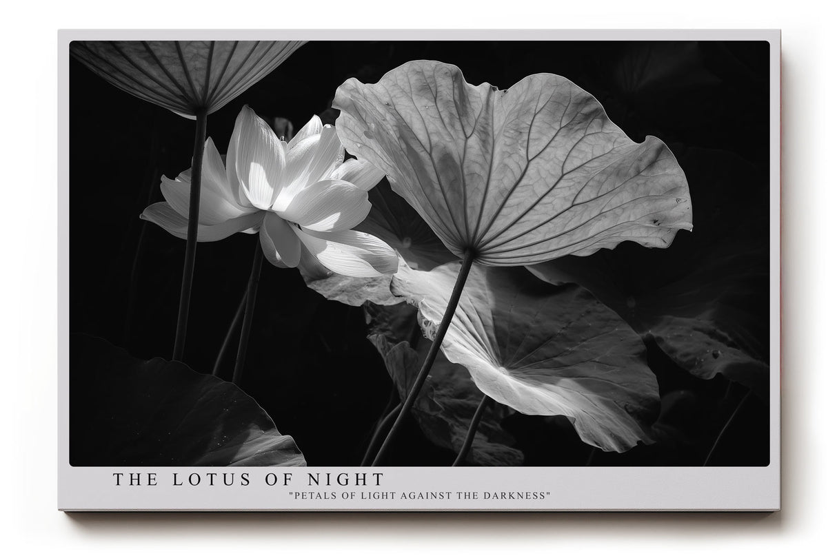 Paul Sinus Wandbild The Lotus of Night – Ästhetische Komposition von Licht und Schatten mit geheimnisvoller Lotusblüte – Ausdrucksstarkes Wandbild in Schwarzweiß mit poetischer Tiefe.