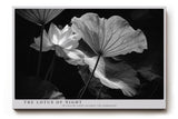 Paul Sinus Wandbild The Lotus of Night – Ästhetische Komposition von Licht und Schatten mit geheimnisvoller Lotusblüte – Ausdrucksstarkes Wandbild in Schwarzweiß mit poetischer Tiefe.