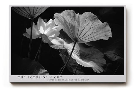 Paul Sinus Wandbild The Lotus of Night – Ästhetische Komposition von Licht und Schatten mit geheimnisvoller Lotusblüte – Ausdrucksstarkes Wandbild in Schwarzweiß mit poetischer Tiefe.