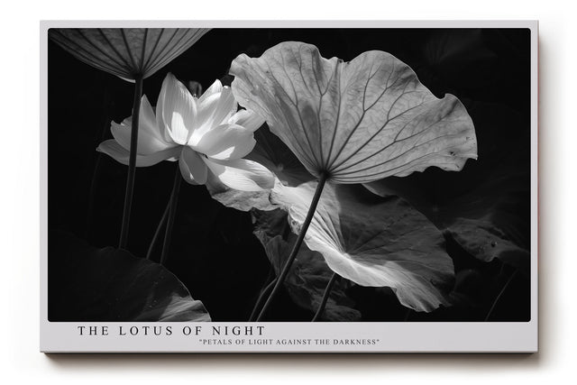 Paul Sinus Wandbild The Lotus of Night – Ästhetische Komposition von Licht und Schatten mit geheimnisvoller Lotusblüte – Ausdrucksstarkes Wandbild in Schwarzweiß mit poetischer Tiefe.