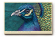 Paul Sinus Wandbild The Majesty of Feathers Pride in Color and Grace