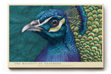 Paul Sinus Wandbild The Majesty of Feathers Pride in Color and Grace