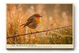 Paul Sinus Wandbild The Morning Robin – Zartes Rotkehlchen im goldenen Morgenlicht, Symbol für Hoffnung und den Beginn eines neuen Tages