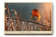 Paul Sinus Wandbild The Morning Song of Light Zartes Naturmotiv mit einem Rotkehlchen im Morgengrauen, umgeben von Tau und sanftem Licht.