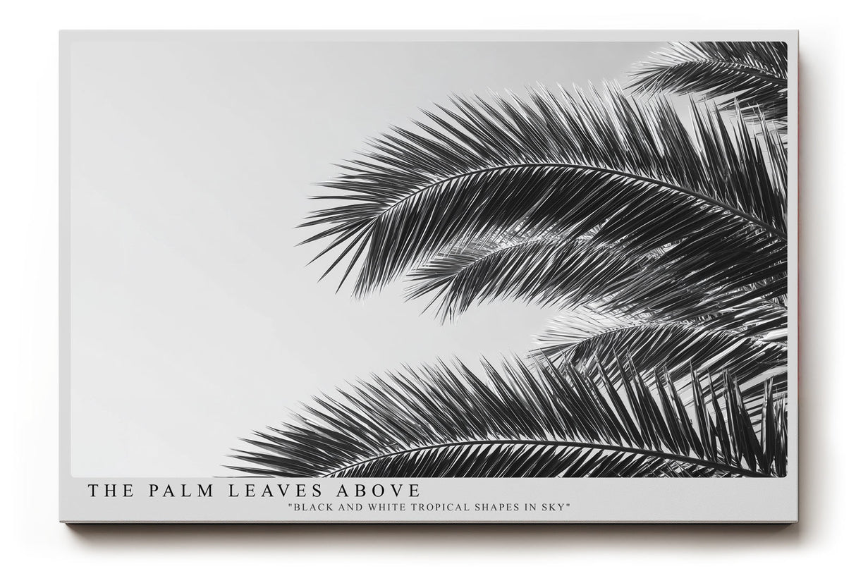 Paul Sinus Wandbild The Palm Leaves Above – Tropische Formen im monochromen Spiel aus Licht und Schatten