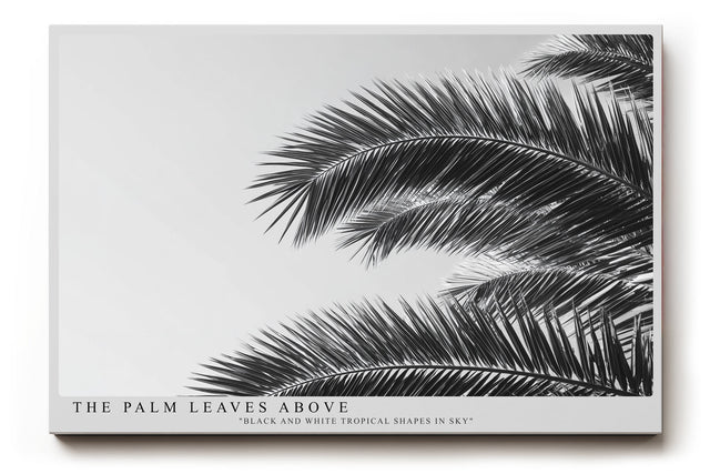 Paul Sinus Wandbild The Palm Leaves Above – Tropische Formen im monochromen Spiel aus Licht und Schatten