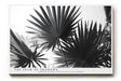 Paul Sinus Wandbild The Palm of Shadows – Geometrische Eleganz tropischer Formen in monochromer Ruhe – Stilvolles Wandbild mit grafischer Palmblattstruktur