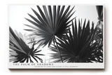 Paul Sinus Wandbild The Palm of Shadows – Geometrische Eleganz tropischer Formen in monochromer Ruhe – Stilvolles Wandbild mit grafischer Palmblattstruktur
