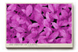 Paul Sinus Wandbild The Poetry of Leaves Harmony in Magenta Light