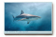 Paul Sinus Wandbild The Power of the Ocean – Dynamisches Unterwassermotiv eines Haies – Kraftvolles Wandbild voller Tiefe und Energie.