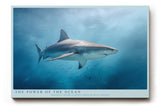 Paul Sinus Wandbild The Power of the Ocean – Dynamisches Unterwassermotiv eines Haies – Kraftvolles Wandbild voller Tiefe und Energie.