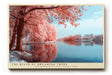 Paul Sinus Wandbild The River of Dreaming Trees verträumtes Landschaftsmotiv mit rosa Bäumen und ruhigem Flusslauf