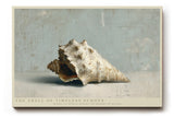 Paul Sinus Wandbild The Shell of Timeless Echoes Still Life of Ocean Memory and Natural Harmony
