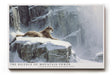 Paul Sinus Wandbild The Silence of Mountain Power Cougar in Snow Landscape