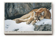 Paul Sinus Wandbild The Silent King of Mountains Resting Predator Amid Snow and Stone