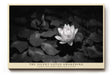 Paul Sinus Wandbild The Silent Lotus Awakening poetisches Motiv einer weißen Lotusblüte im Schwarz Weiß Kontrast