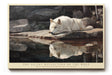 Paul Sinus Wandbild The Silent Reflection of the Wolf White Majesty beside Still Waters