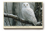 Paul Sinus Wandbild The Silent Watcher in the Cold winterliches Tiermotiv mit Schnee-Eule in ruhiger Landschaft