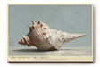 Paul Sinus Wandbild The Song of the Shell – Realistische Muscheldarstellung in sanften Naturtönen, Symbol für Ruhe, Zeitlosigkeit und das Meer