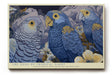 Paul Sinus Wandbild The Song of Tropical Night Blue Parrots in Moonlight