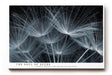 Paul Sinus Wandbild The Soul of Seeds – Makroaufnahme zarter Samenflieger, Symbol für Leichtigkeit, Neubeginn und natürliche Poesie