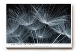Paul Sinus Wandbild The Soul of Seeds – Makroaufnahme zarter Samenflieger, Symbol für Leichtigkeit, Neubeginn und natürliche Poesie