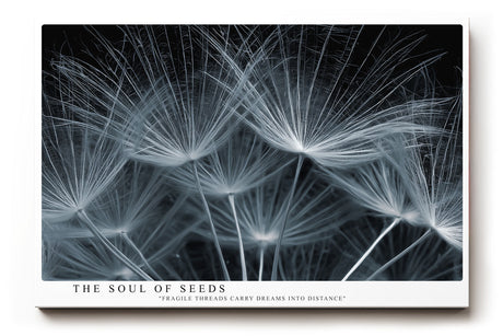Paul Sinus Wandbild The Soul of Seeds – Makroaufnahme zarter Samenflieger, Symbol für Leichtigkeit, Neubeginn und natürliche Poesie