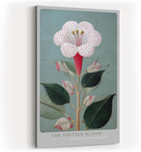 Paul Sinus Wandbild in 40x60cm The Spotted Bloom Botanische Illustration einer weißen Blüte mit roten Punkten und grünen Blättern