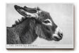 Paul Sinus Wandbild The Thinking Donkey Black and White Animal Portrait with Subtle Humor and Expression