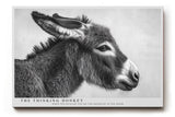 Paul Sinus Wandbild The Thinking Donkey Black and White Animal Portrait with Subtle Humor and Expression