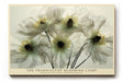 Paul Sinus Wandbild The Translucent Blooming Light Fragile Flowers in Gentle Radiance