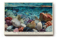 Paul Sinus Wandbild The Treasures Below the Waves Colorful Seashells Underwater Harmony